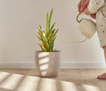 Load image into Gallery viewer, Forest Waterproof LVT | Coretec Floors
