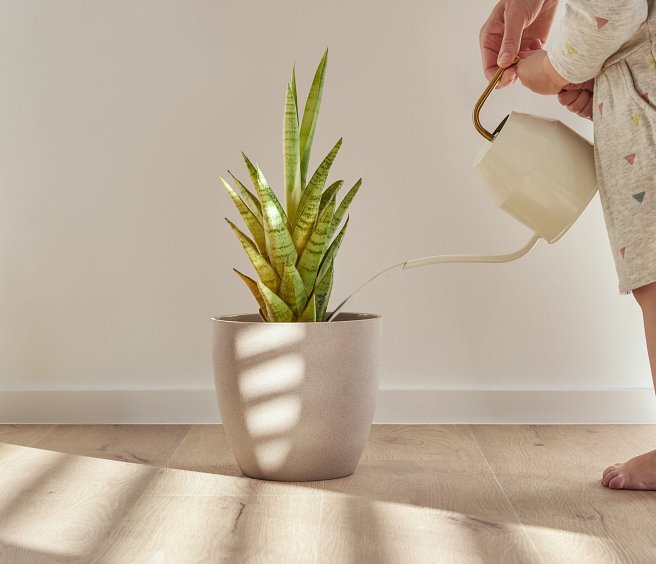 Forest Waterproof LVT | Coretec Floors